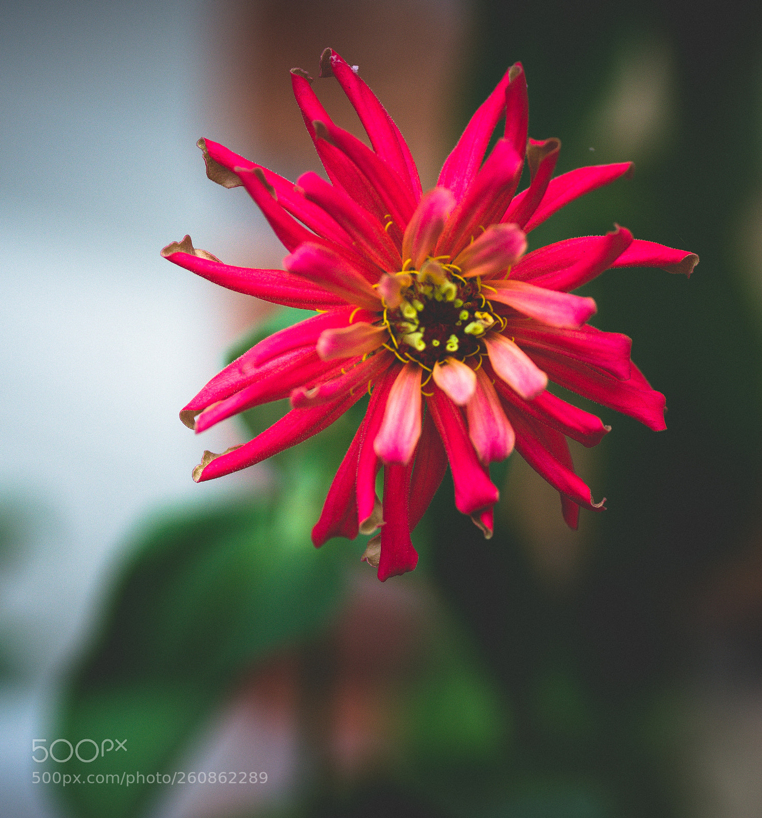 Sony a99 II sample photo. Red dahlia photography