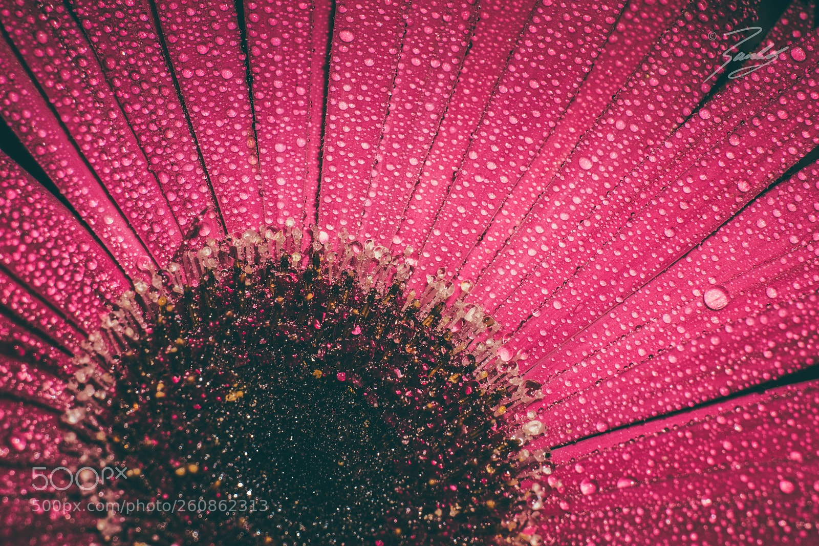 Sony a6000 sample photo. Retro daisy photography