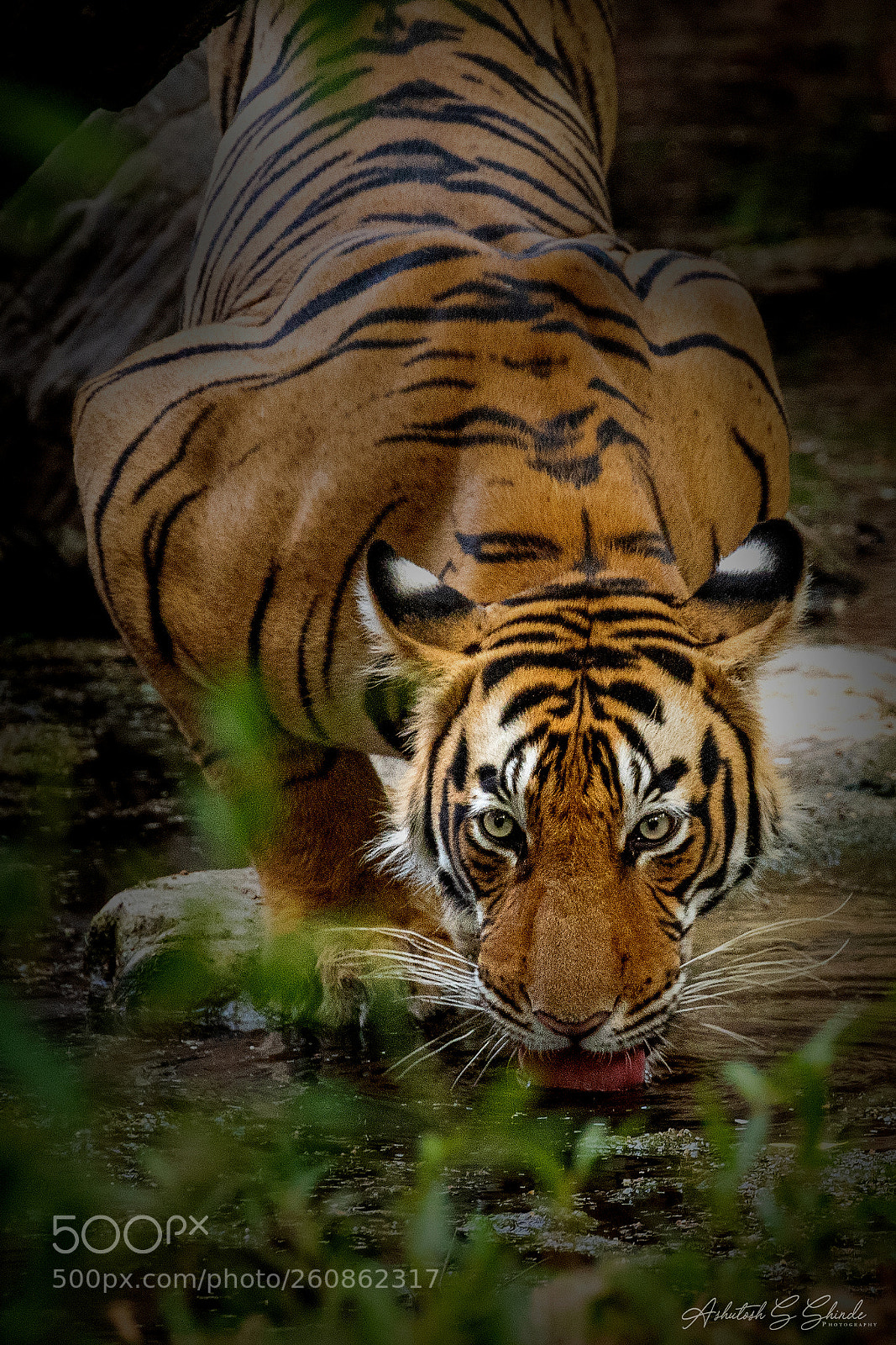 Canon EOS 7D Mark II sample photo. Subadult male tiger cub photography
