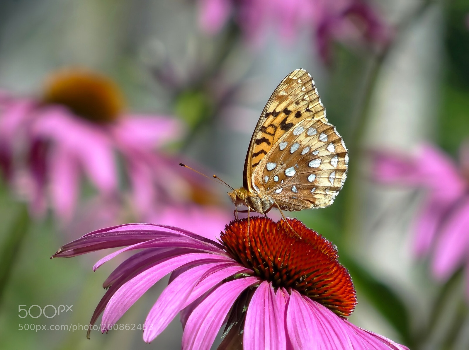 Sony Cyber-shot DSC-HX100V sample photo. Windigo beauty photography