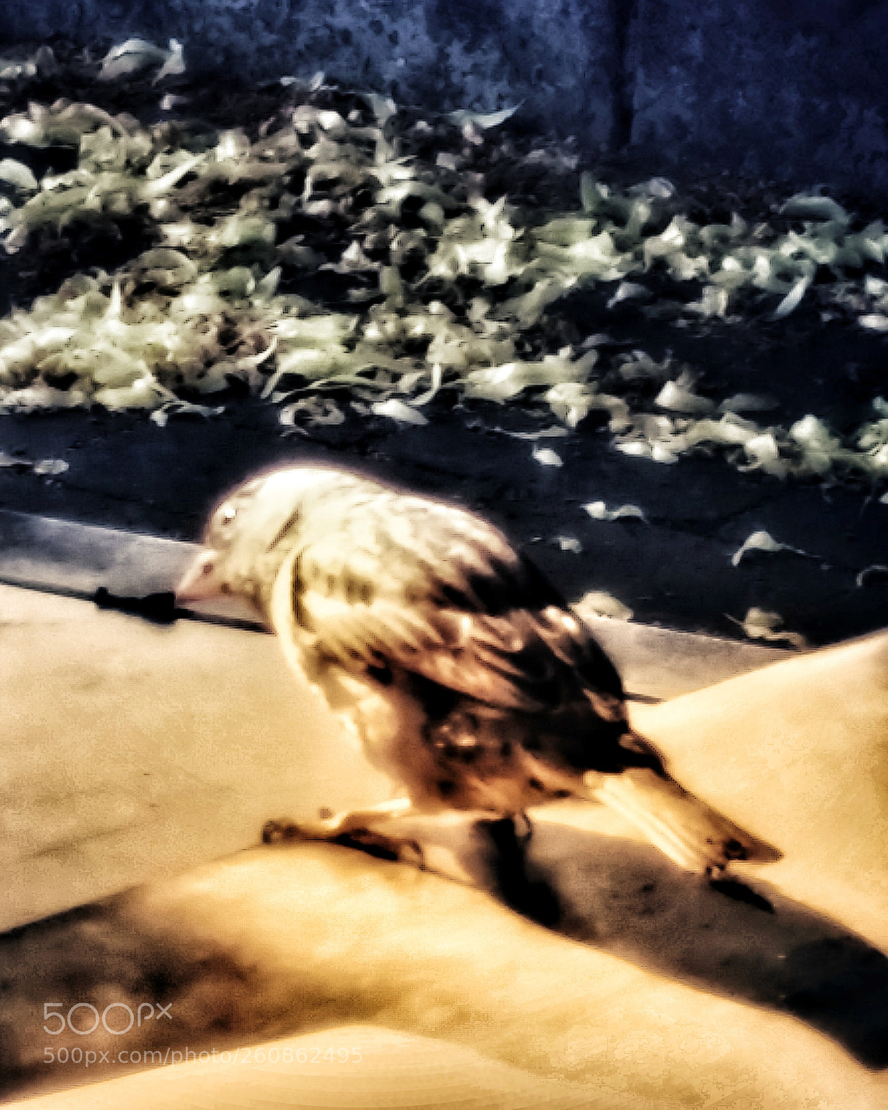 Samsung Galaxy S4 sample photo. Ut 700 photography