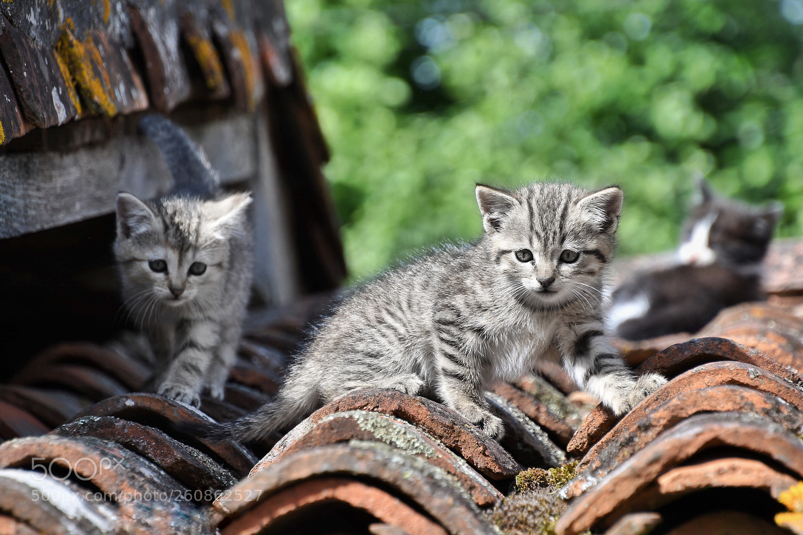 Nikon D500 sample photo. Baby cats on the photography