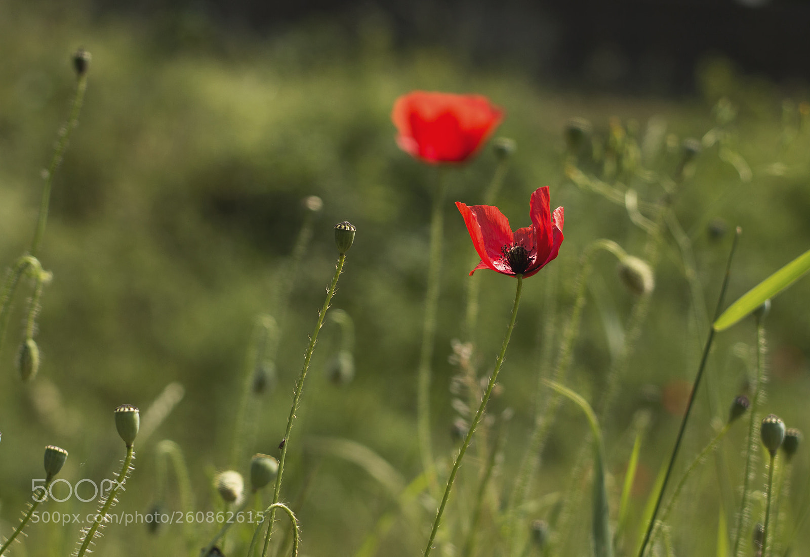 Nikon D3200 sample photo. Coming to an end photography