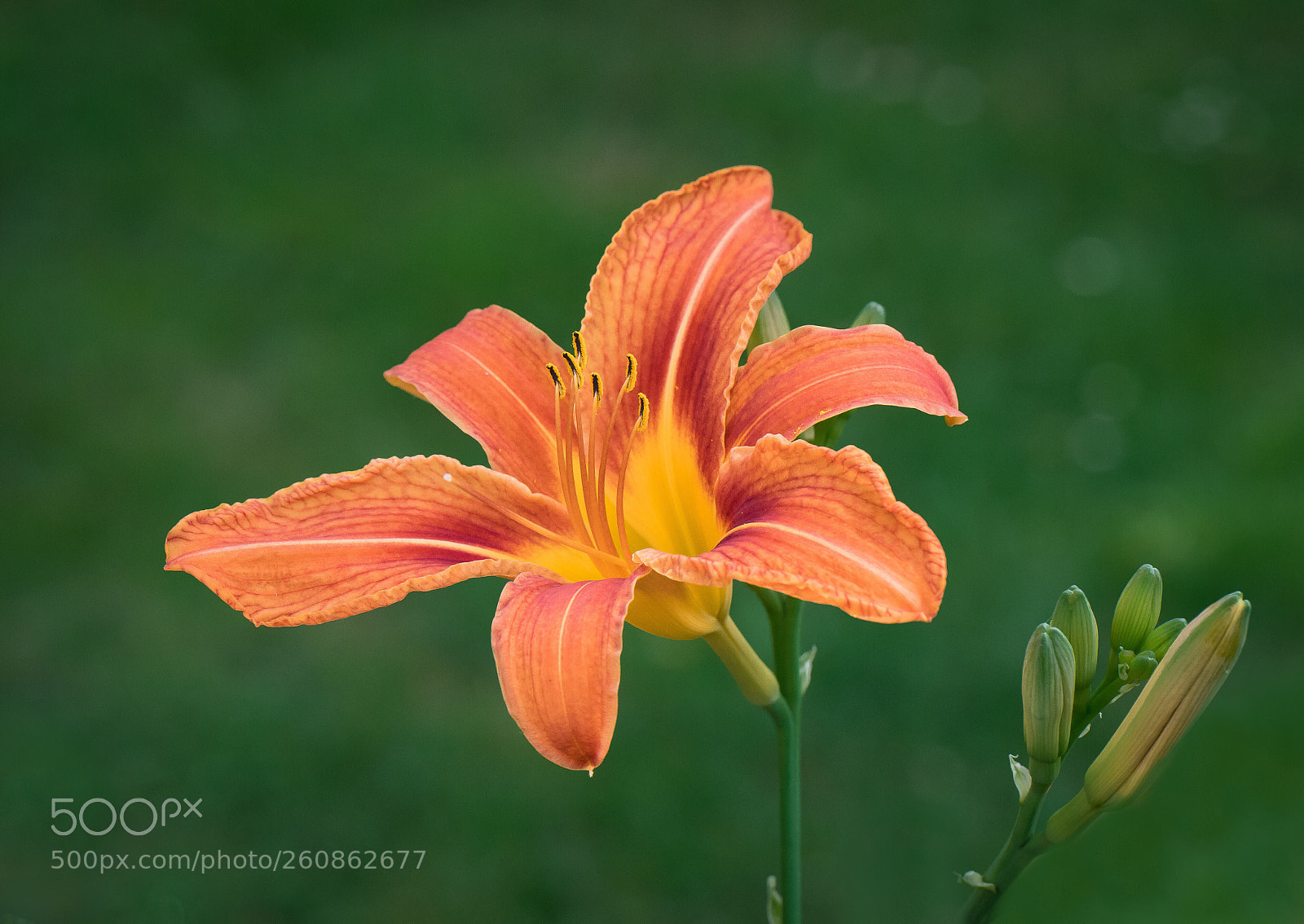 Nikon D500 sample photo. Untitled photography