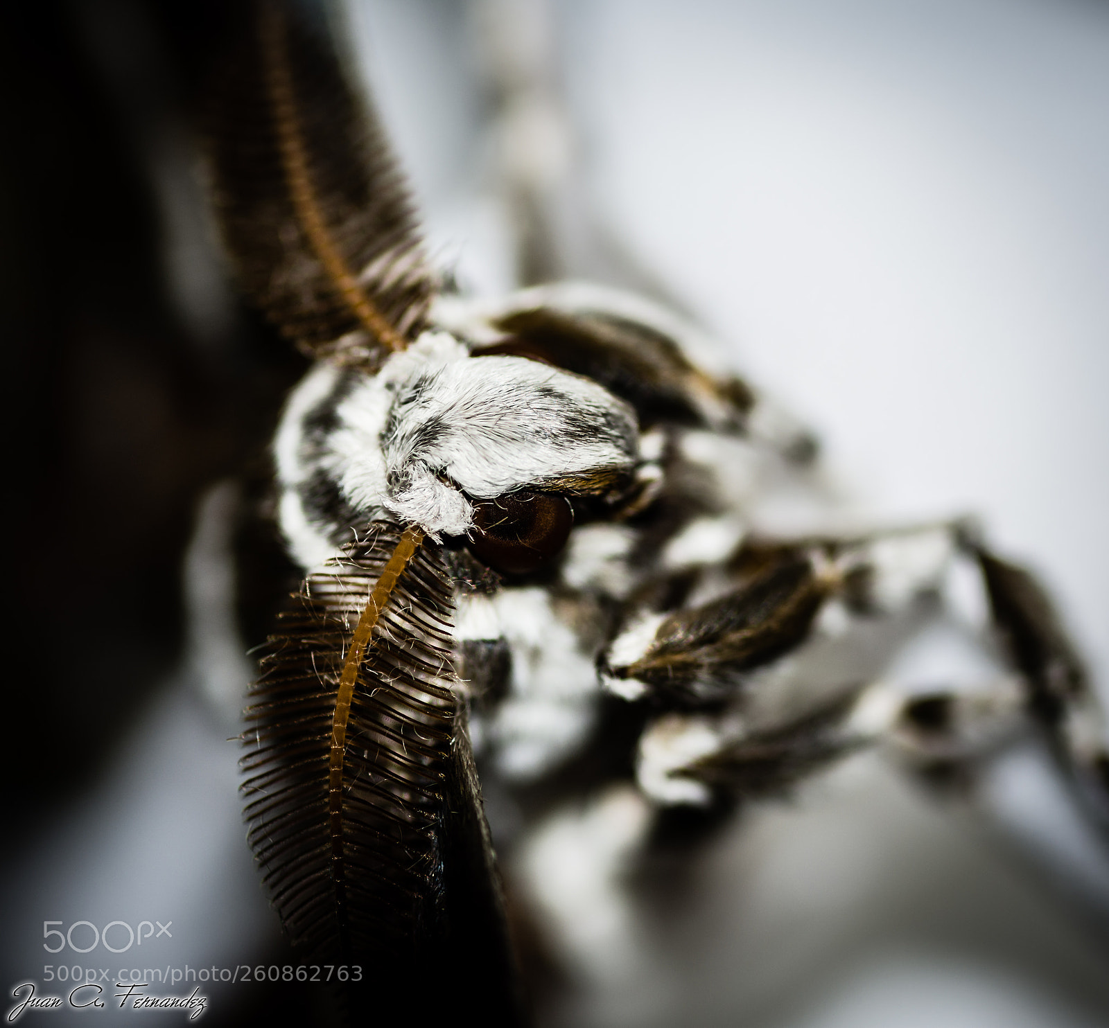 Nikon D7200 sample photo. Samia ricini walkery photography