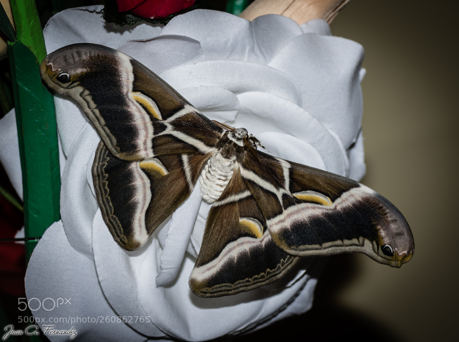 Nikon D7200 sample photo. Samia ricini walkery photography