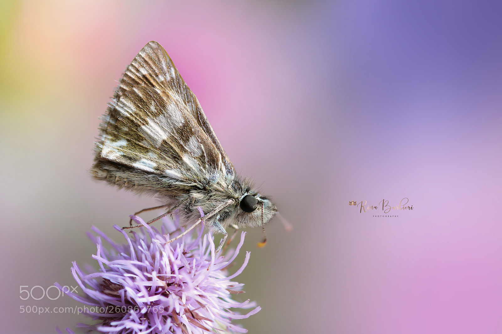 Canon EOS 750D (EOS Rebel T6i / EOS Kiss X8i) sample photo. Pyrgus malvae photography