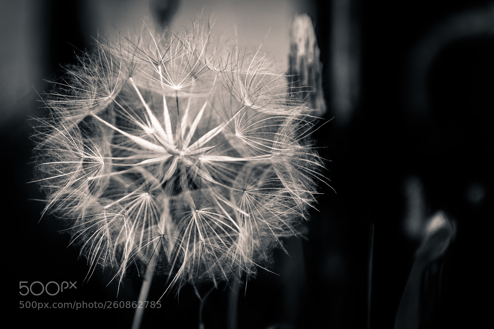 Nikon D810 sample photo. One* photography