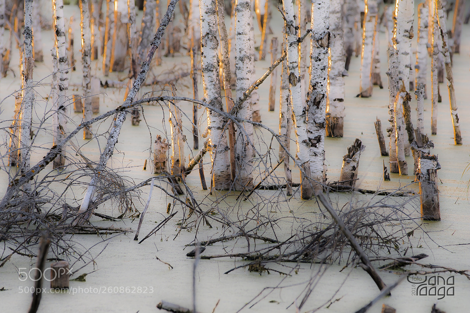 Canon EOS M3 sample photo. Swamp photography