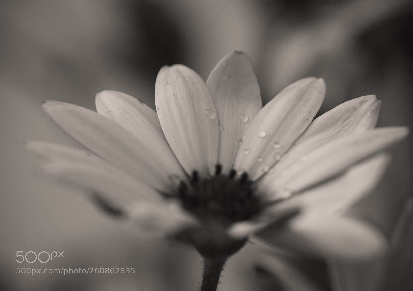 Nikon D3200 sample photo. Tiny drops photography