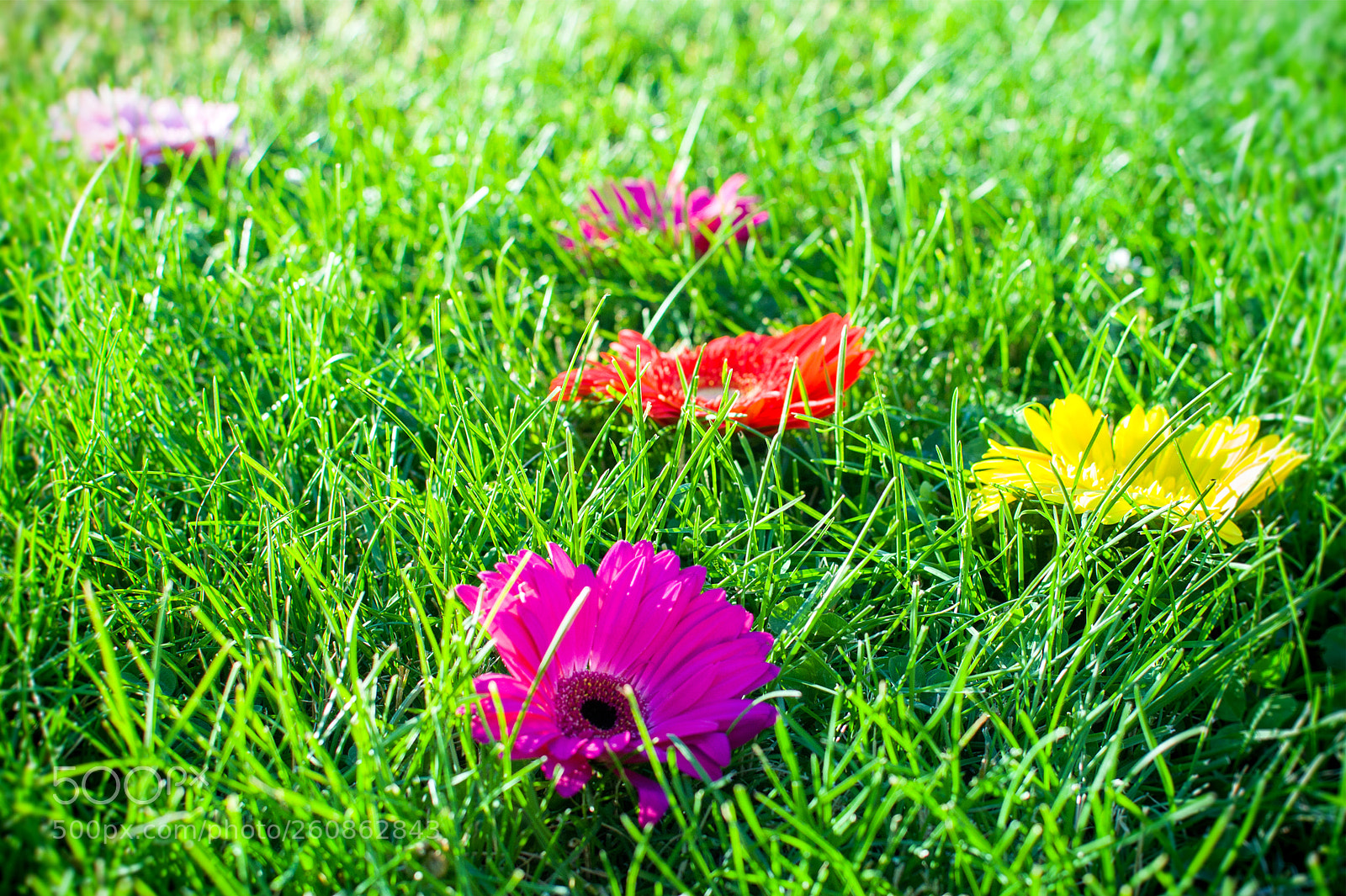 Nikon D3100 sample photo. как смарт объект photography