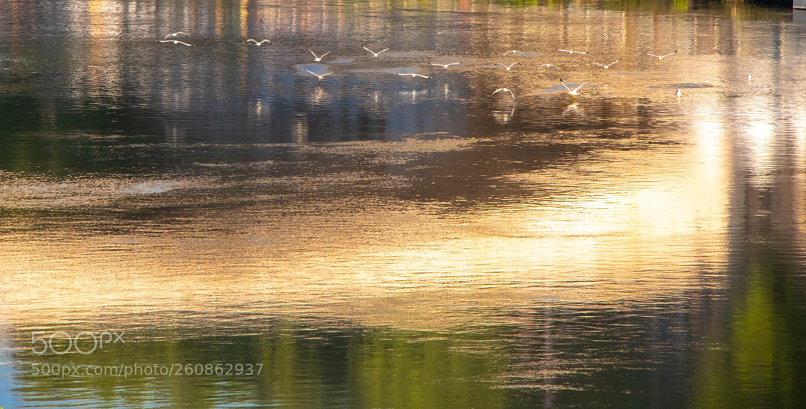Panasonic Lumix DC-G9 sample photo. Birds at dusk photography