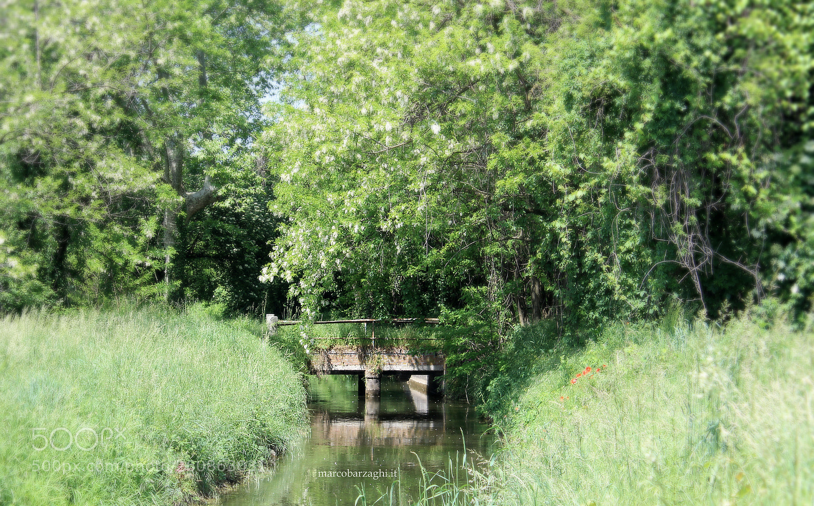 Canon EOS 600D (Rebel EOS T3i / EOS Kiss X5) sample photo. That enchanted bridge spring photography