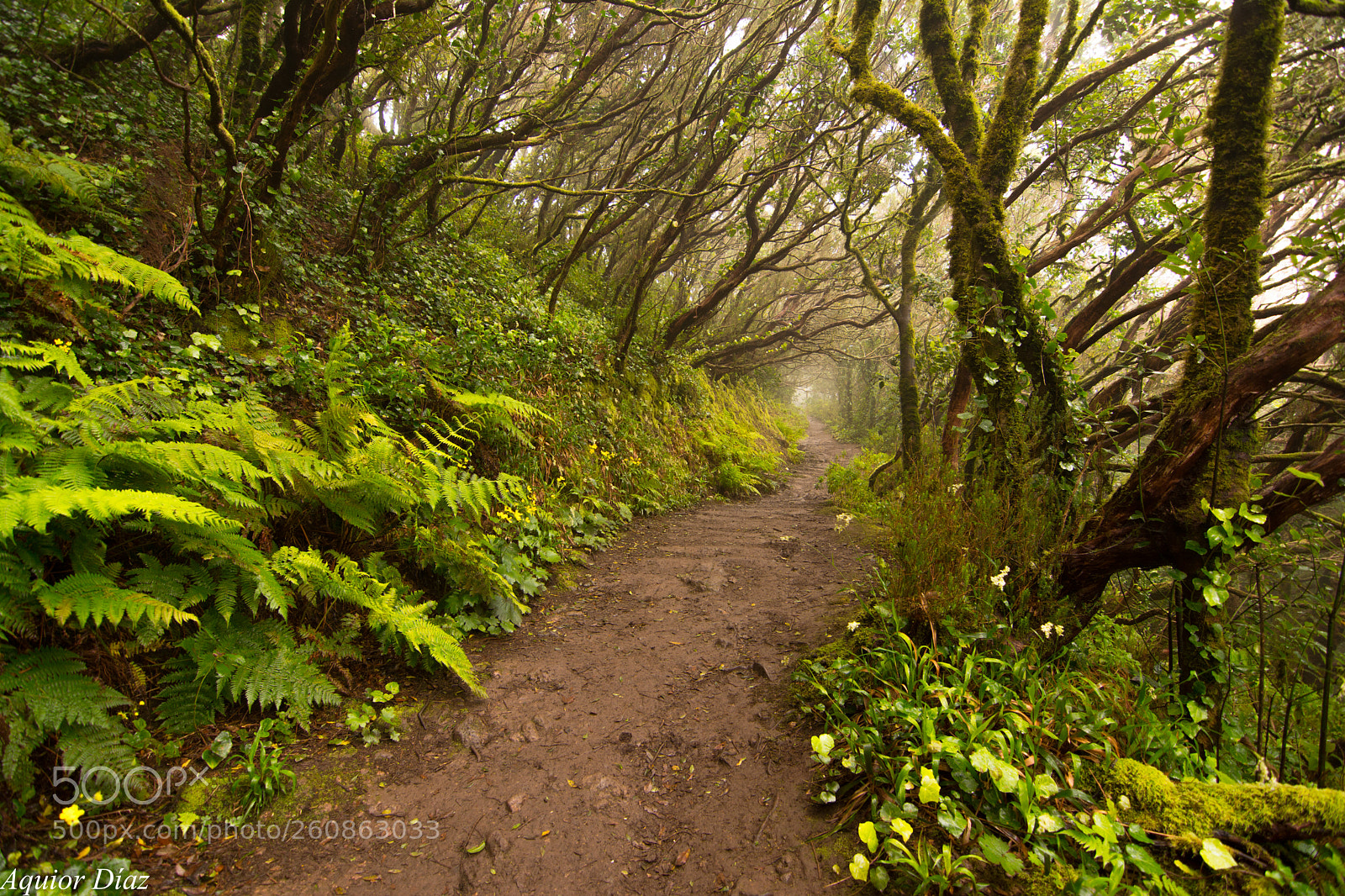 Nikon D7100 sample photo. El bosque de las photography