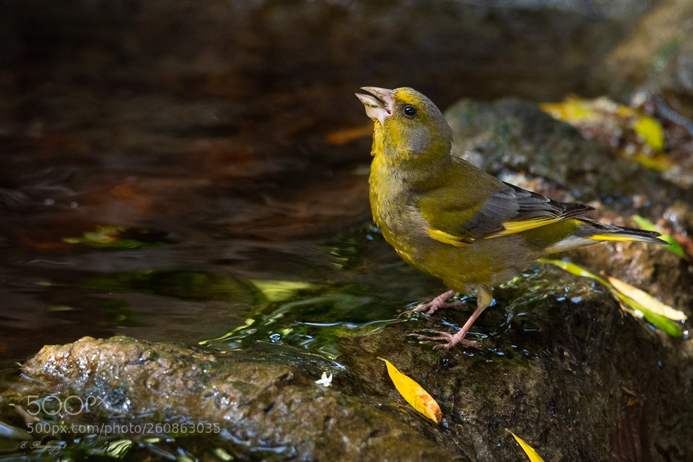 Nikon D500 sample photo. Rrm-3 photography