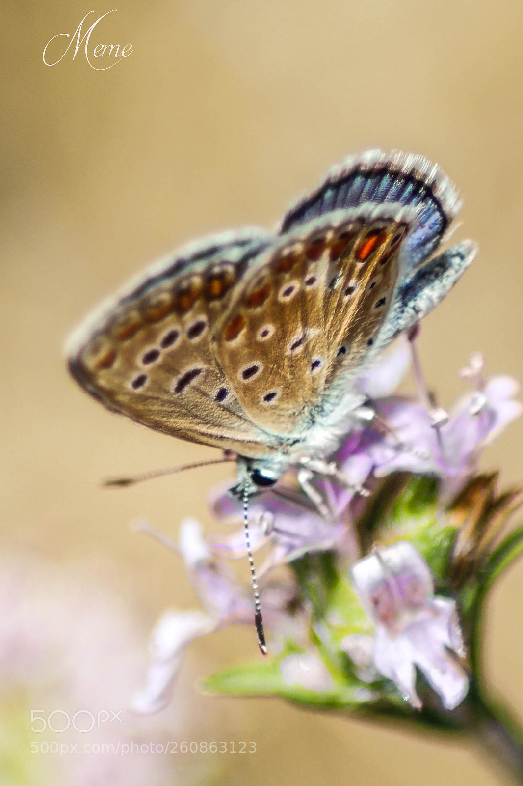 Canon EOS 1200D (EOS Rebel T5 / EOS Kiss X70 / EOS Hi) sample photo. NiÑa celeste (polyommatusbellargus) photography