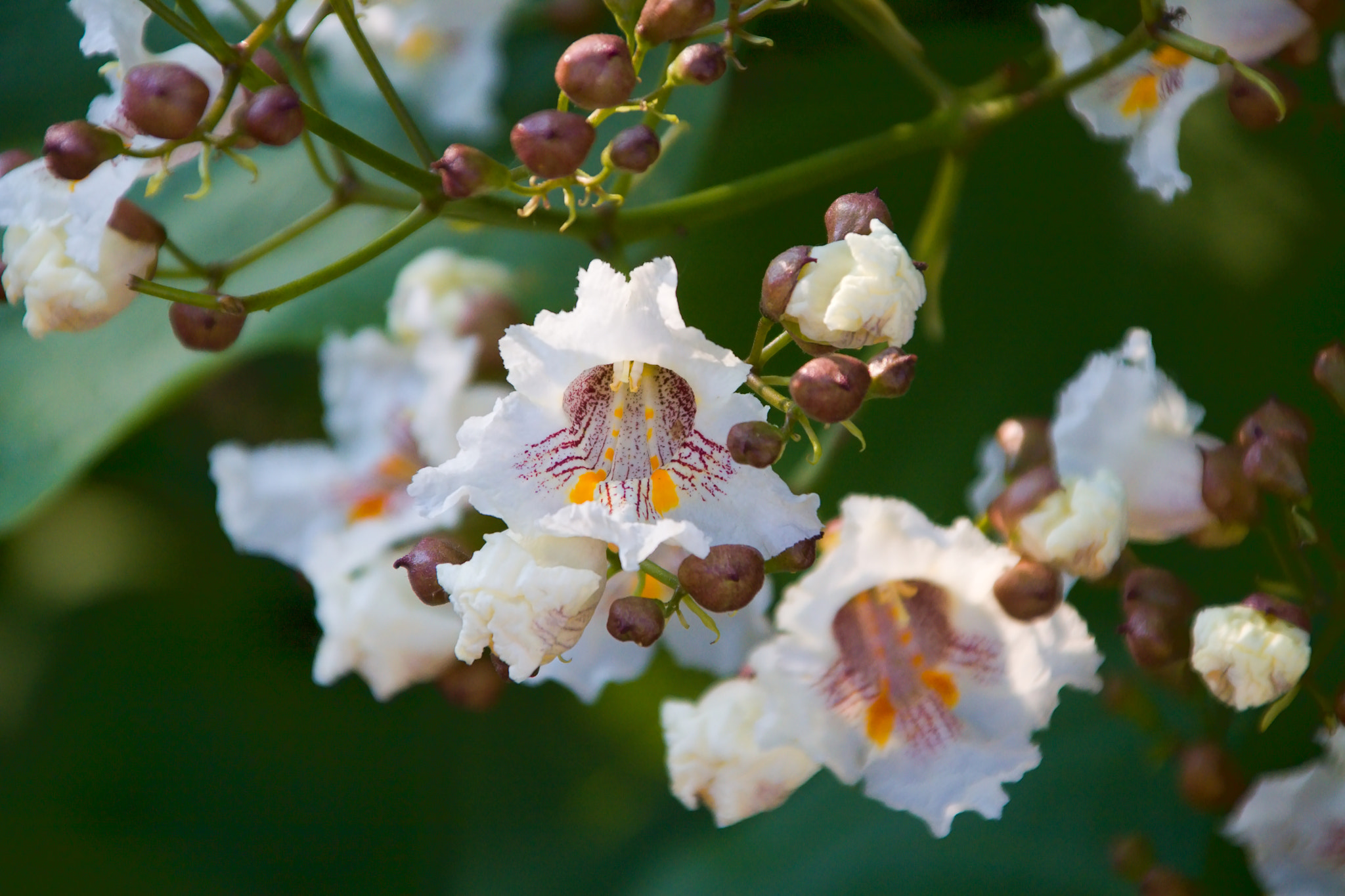 Canon EOS 50D sample photo. Beautiful white flower photography