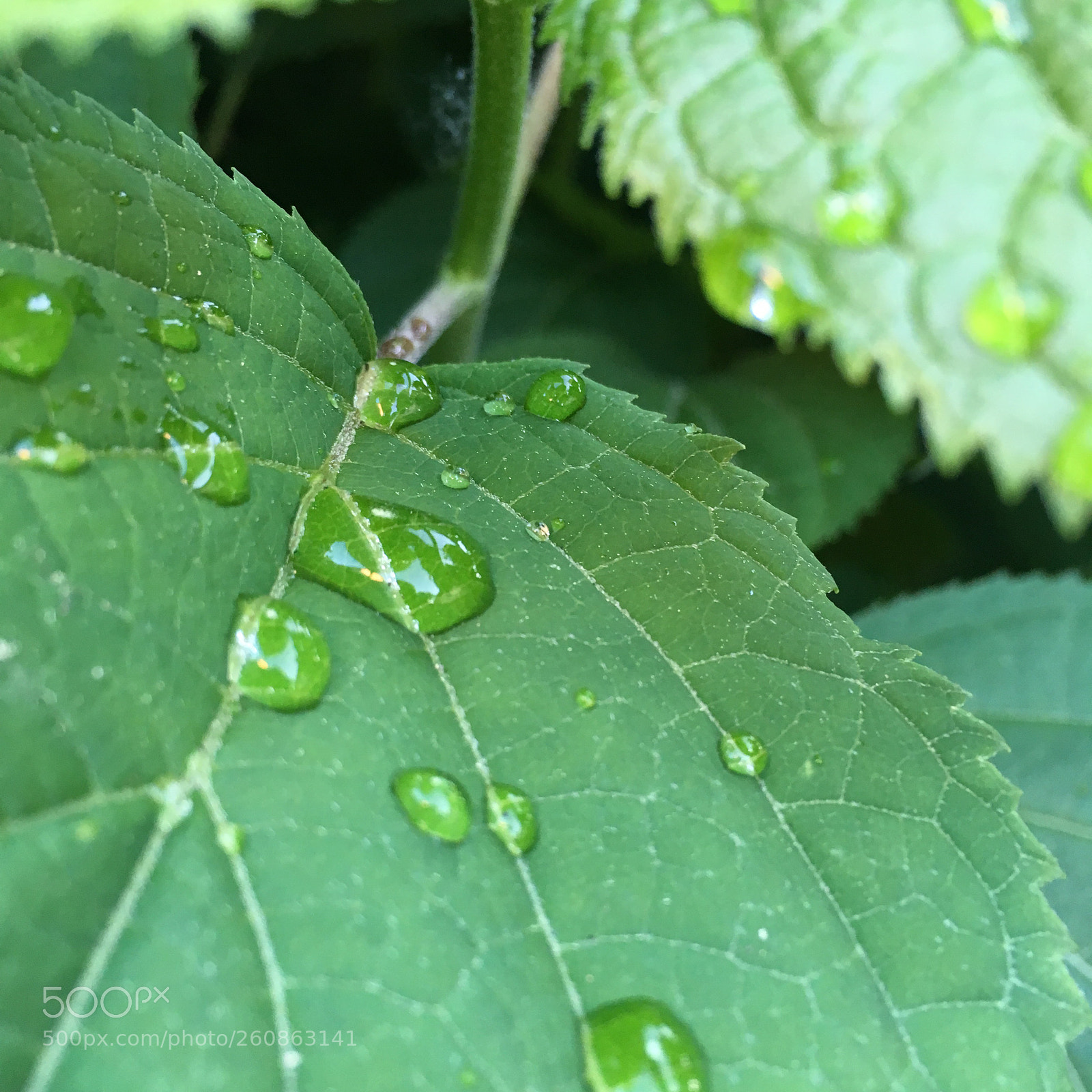 Apple iPhone SE sample photo. Water drops on green photography