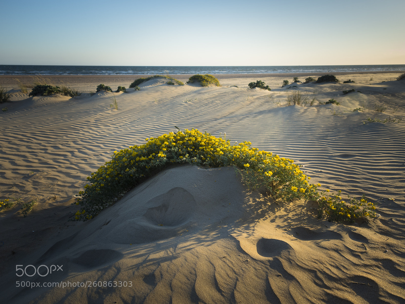 Olympus OM-D E-M5 II sample photo. Contraluz playero photography