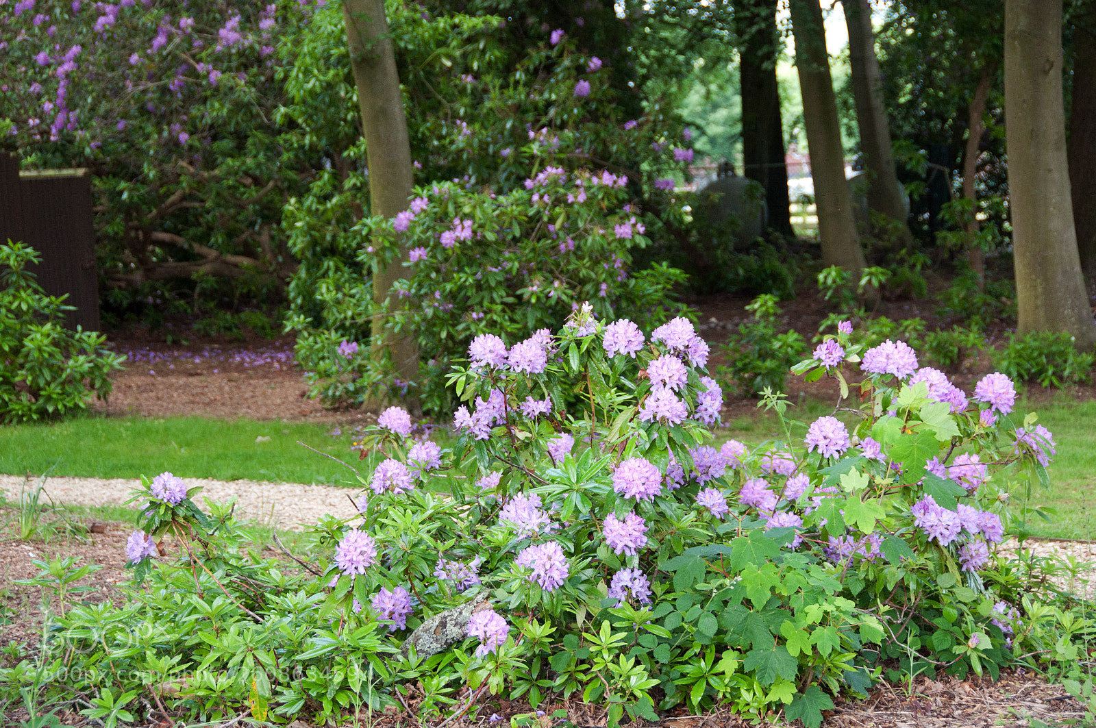 Nikon D90 sample photo. Summer flowers photography