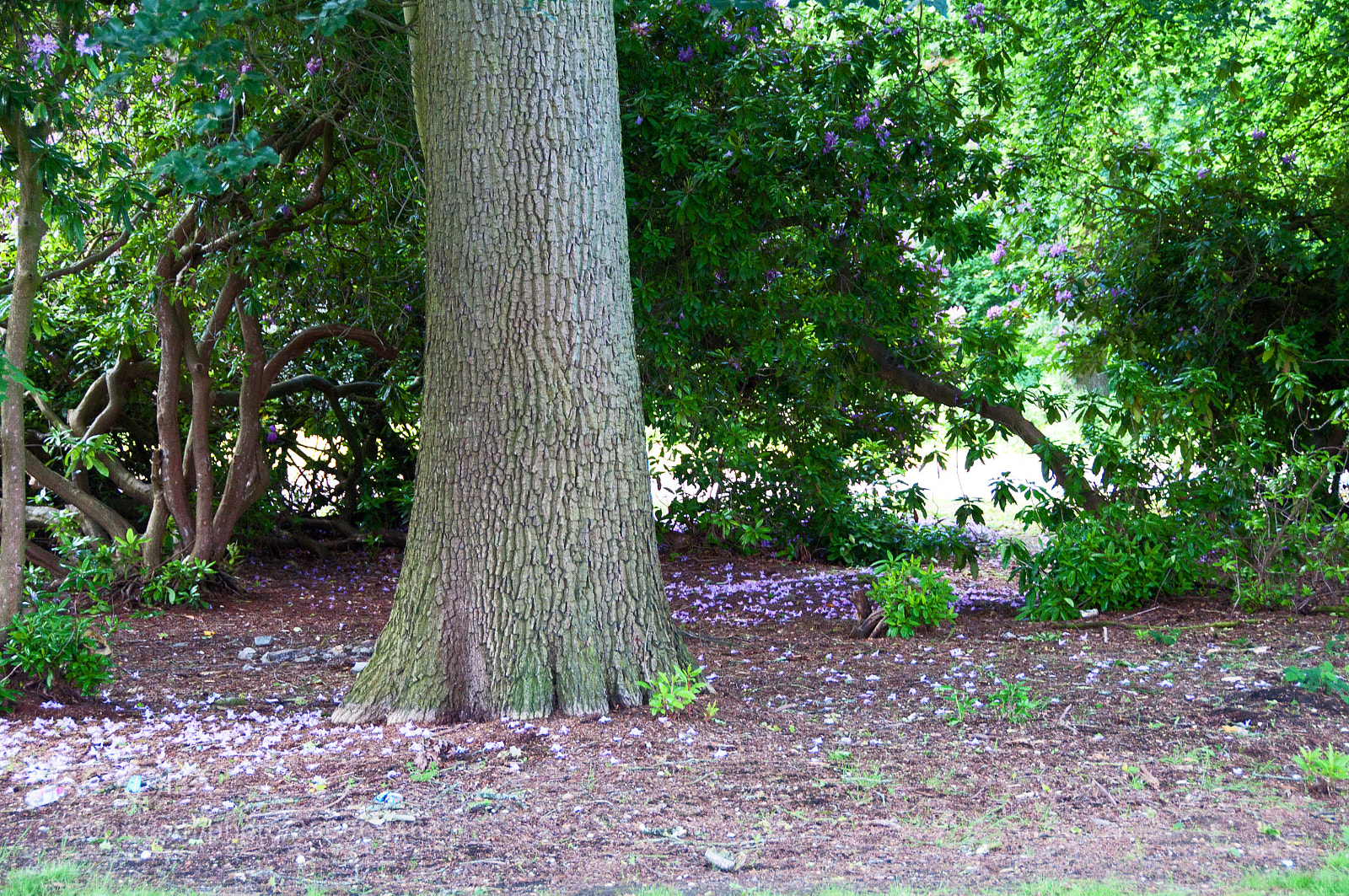 Nikon D90 sample photo. Summer flowers photography