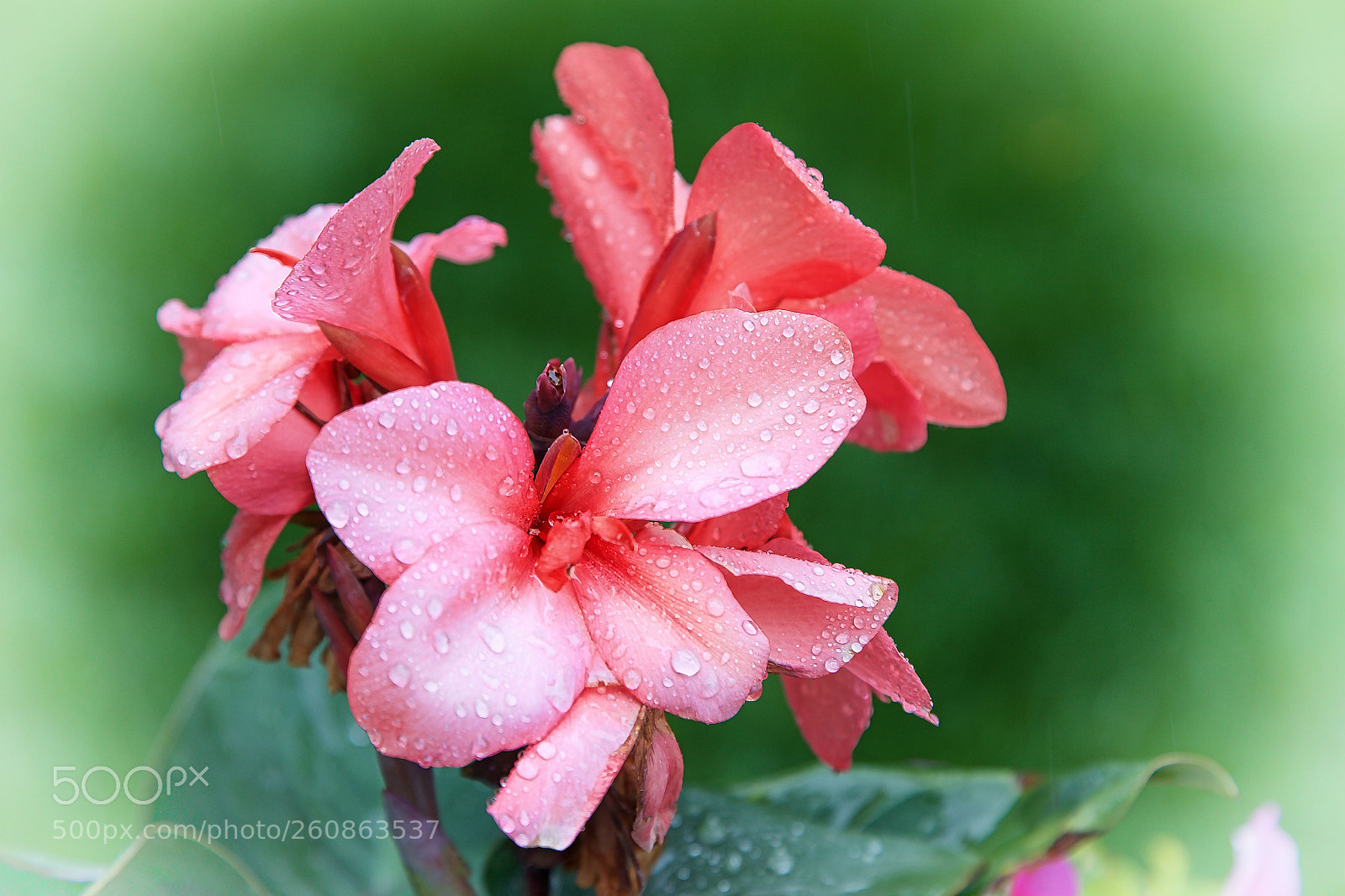 Canon EOS-1D X sample photo. Pink canna plant photography