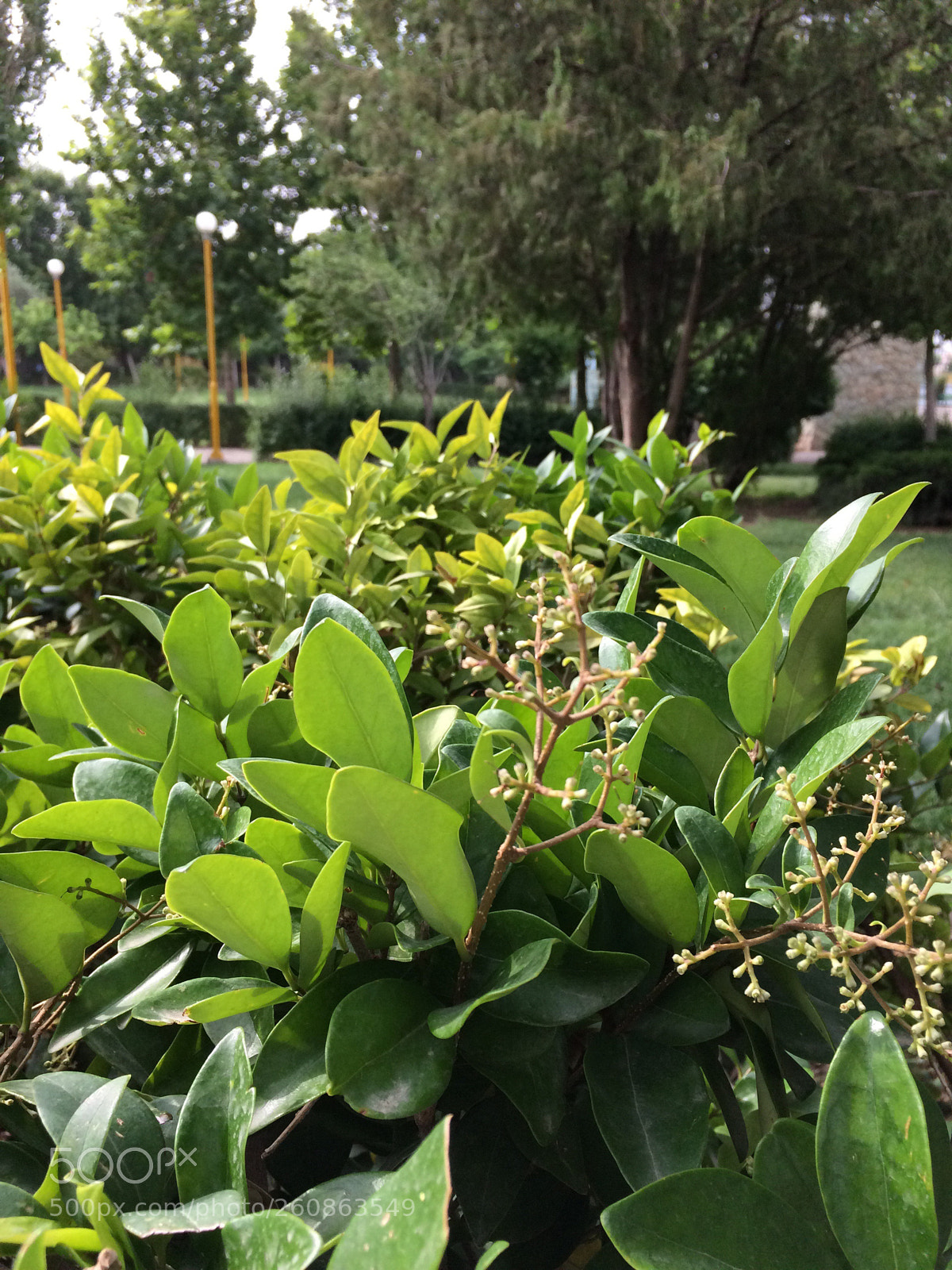 Apple iPhone 5s sample photo. Untitled photography
