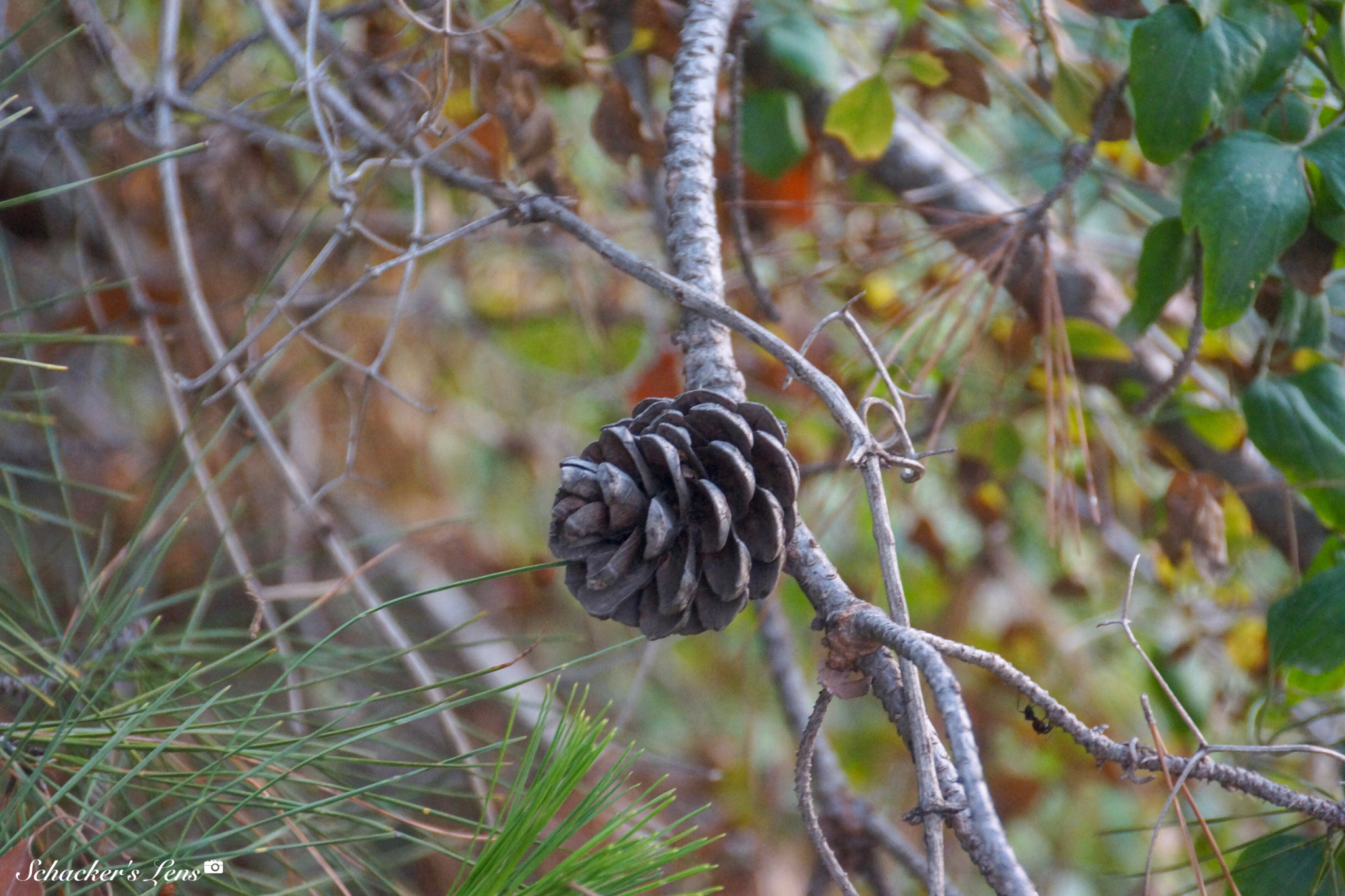 Sony SLT-A65 (SLT-A65V) sample photo. صنوبر photography