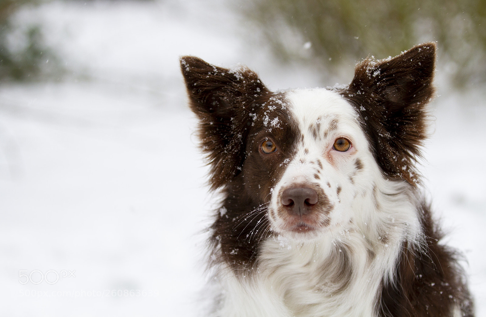 Canon EOS 7D sample photo. Snowy border collie photography