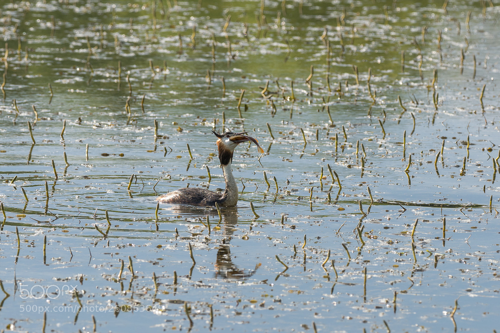 Olympus OM-D E-M1 Mark II sample photo. Great crested grebe vs photography