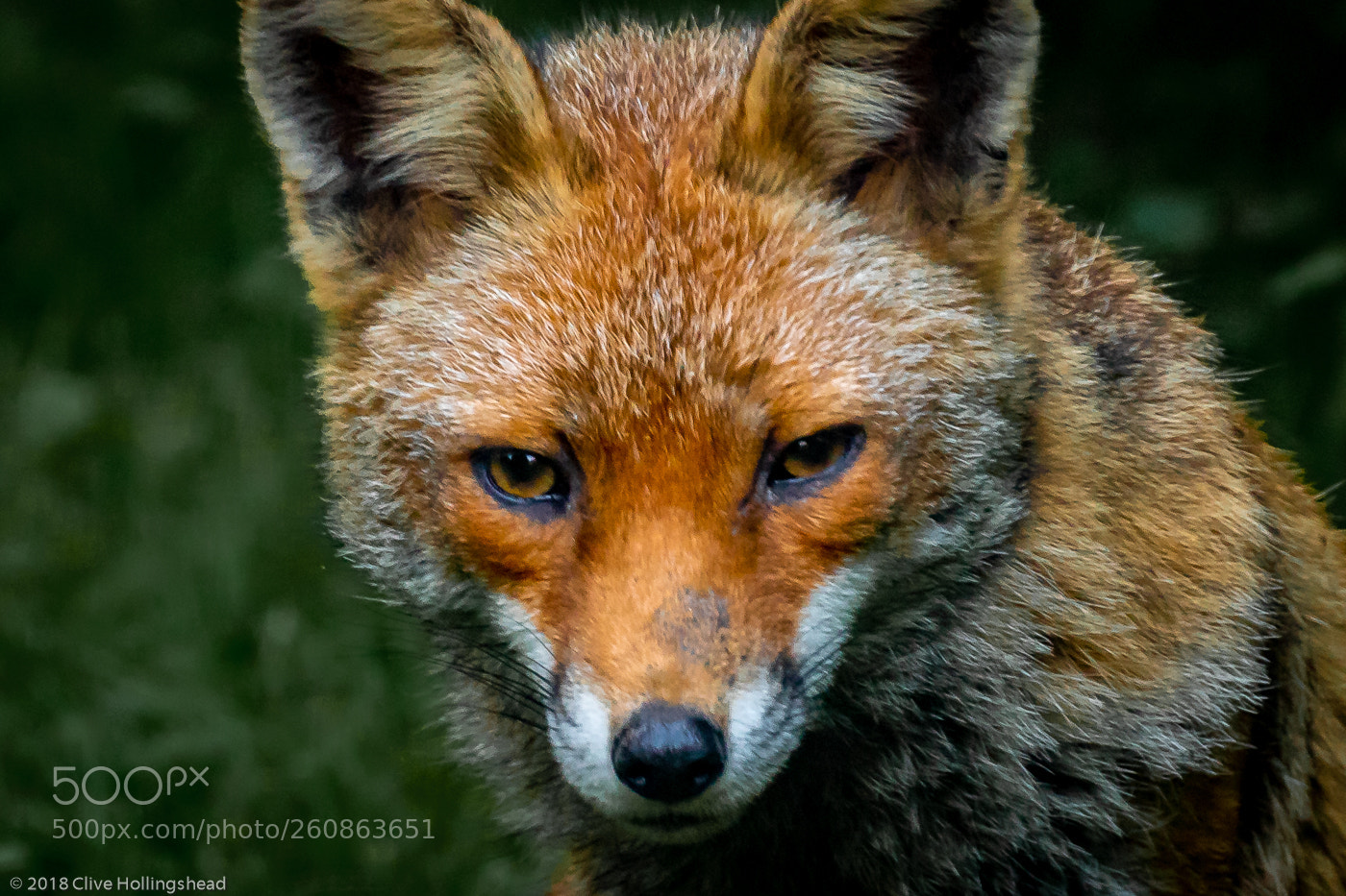 Canon EOS 7D Mark II sample photo. The eyes of the photography