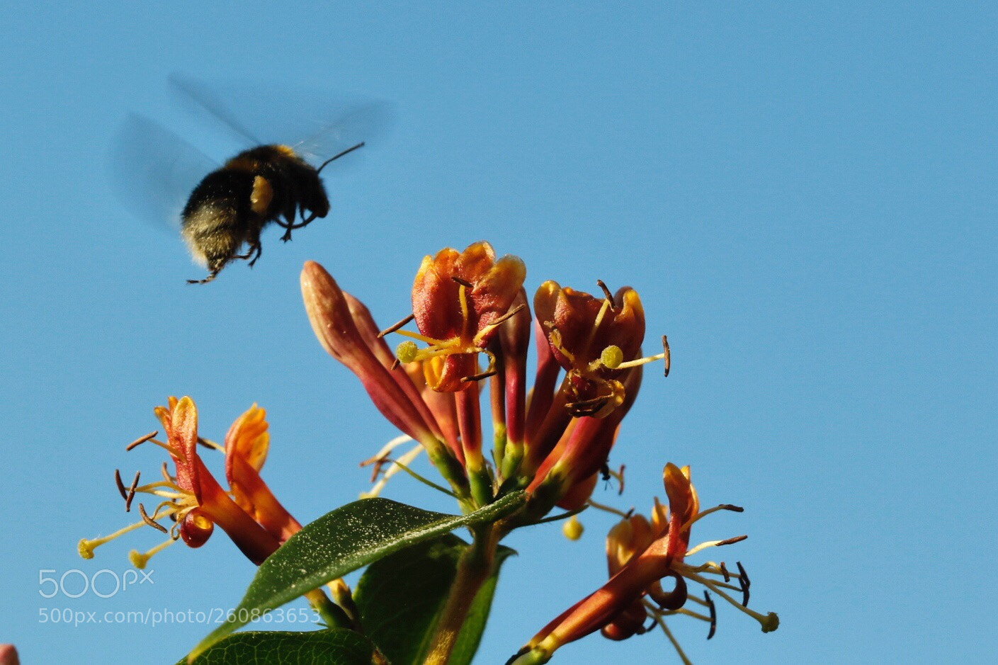 Canon EOS 7D Mark II sample photo. Summer and a flowering photography