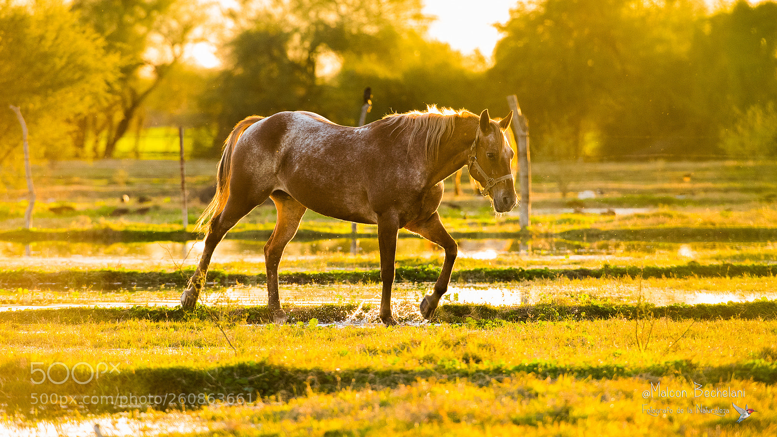 Nikon D810 sample photo. Mbs photography
