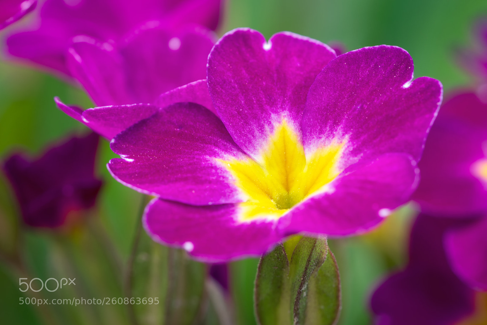 Nikon D5500 sample photo. 7315 photography