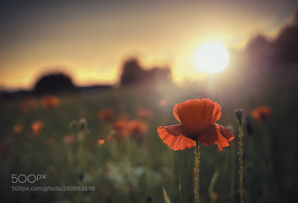 Nikon D700 sample photo. Mohn photography