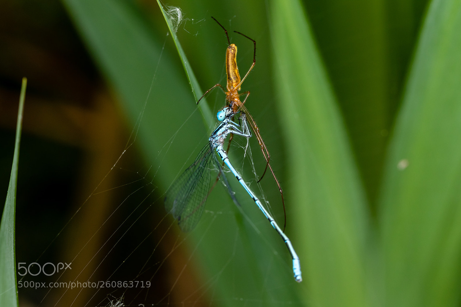 Canon EOS 7D Mark II sample photo. 20180518-1046-nature photography