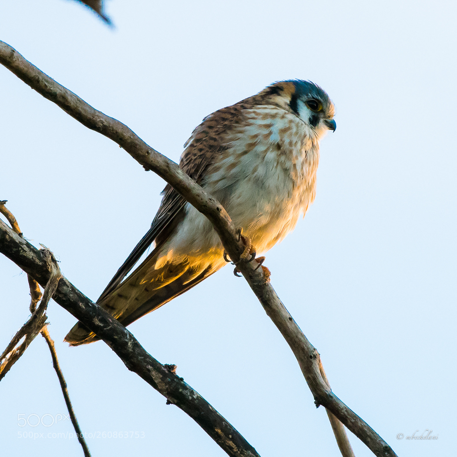 Nikon D810 sample photo. Mbs photography