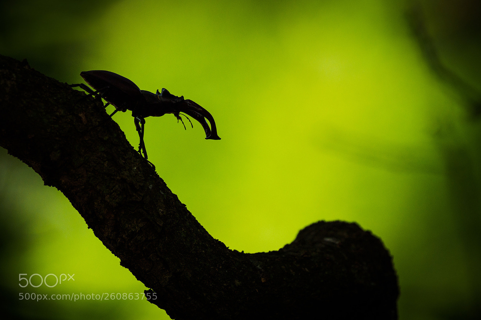 Olympus OM-D E-M1 Mark II sample photo. Lucanus cervus photography