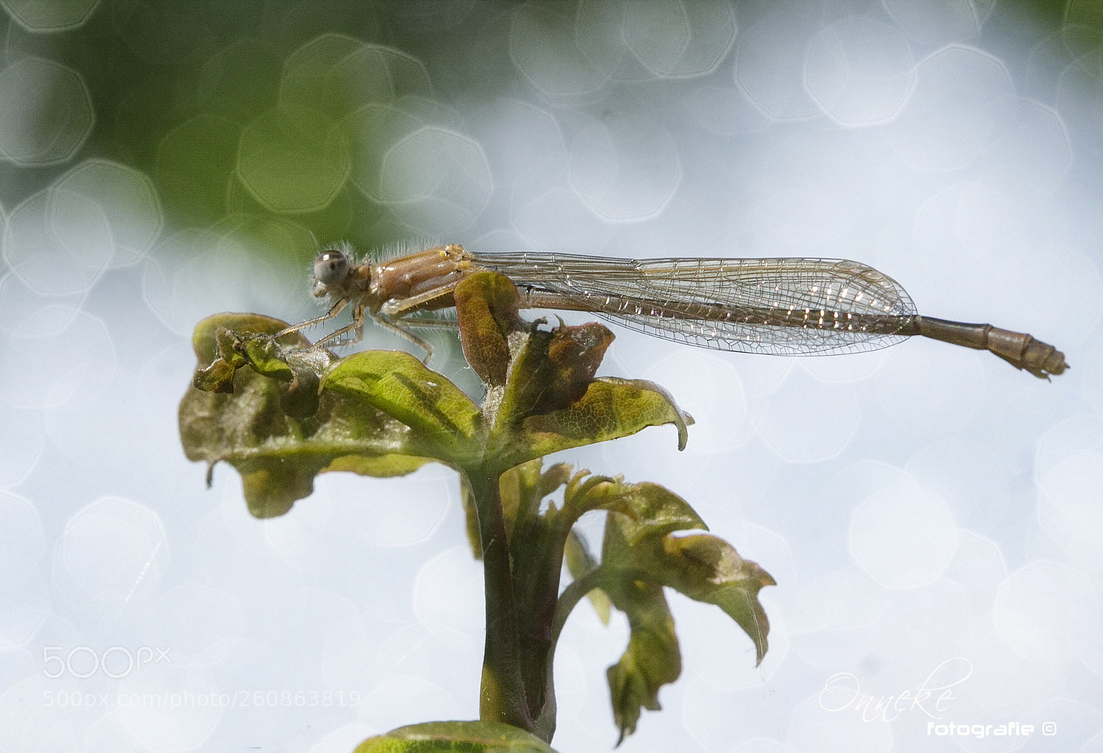 Canon EOS 50D sample photo. Damsel photography