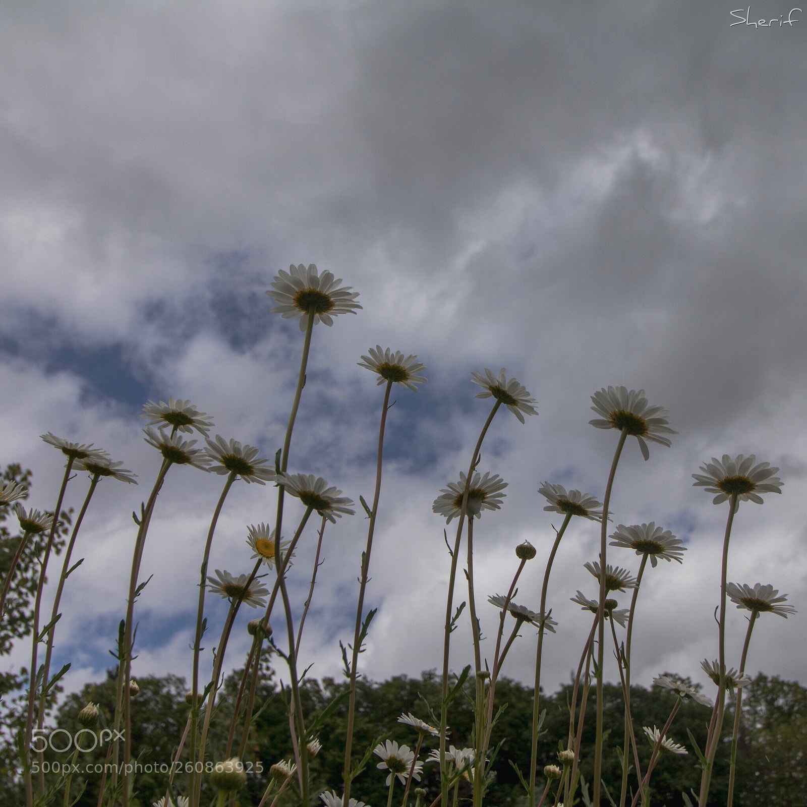 Canon EOS 750D (EOS Rebel T6i / EOS Kiss X8i) sample photo. Looking up photography