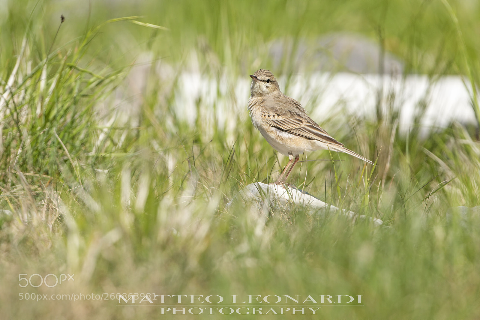Nikon D810 sample photo. Calandro photography