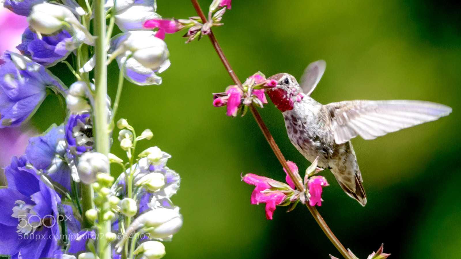 Nikon D800 sample photo. That nectar photography