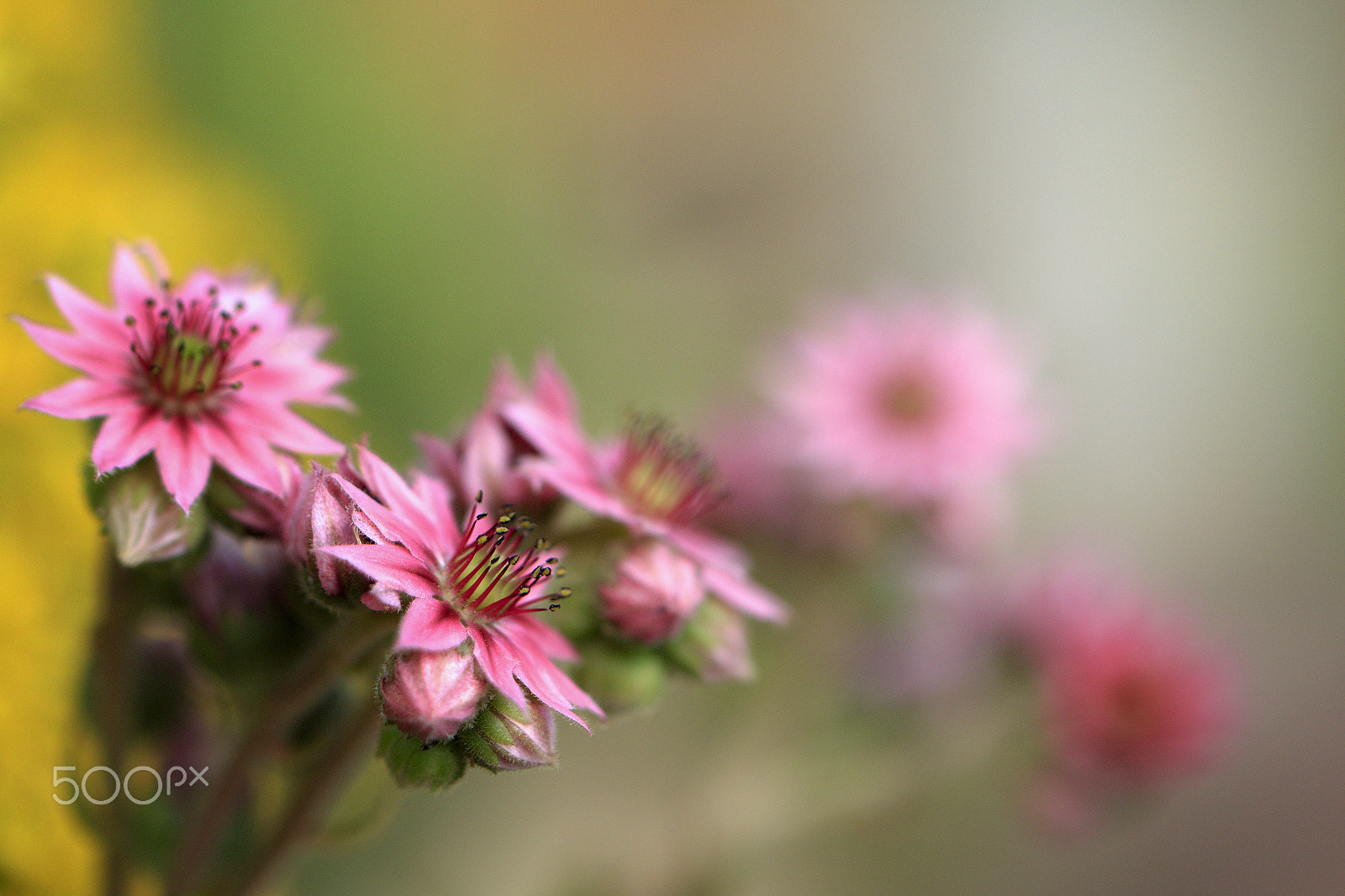 Canon EOS 70D + Canon EF 100mm F2.8L Macro IS USM sample photo. Houseleek photography