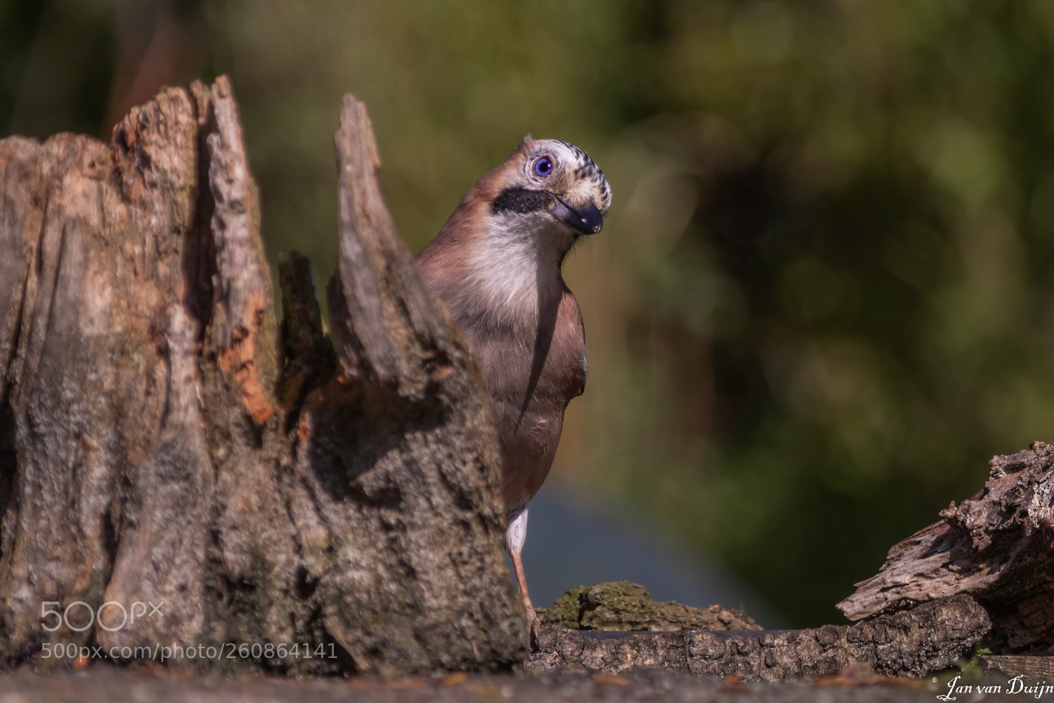 Canon EOS 80D sample photo. Gaai 9980  eurasian jay photography
