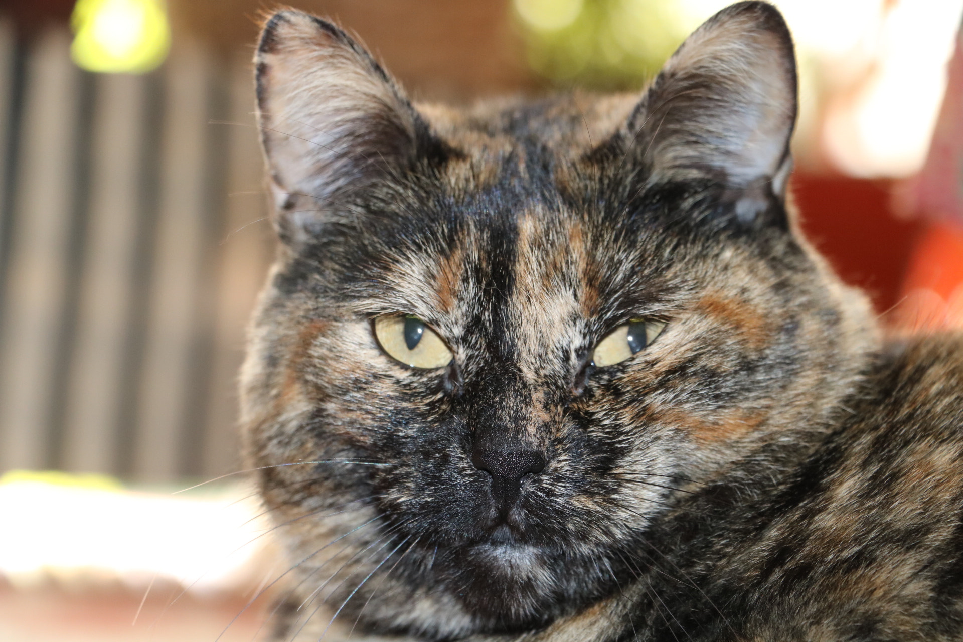 Canon EOS 750D (EOS Rebel T6i / EOS Kiss X8i) sample photo