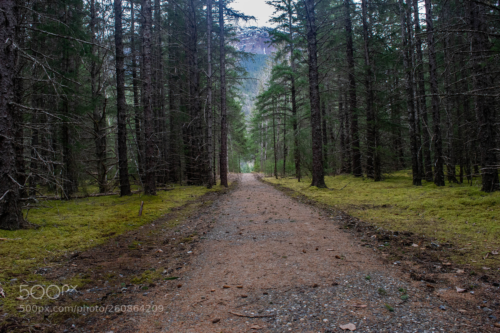 Nikon D5300 sample photo. Path to dyea alaska photography