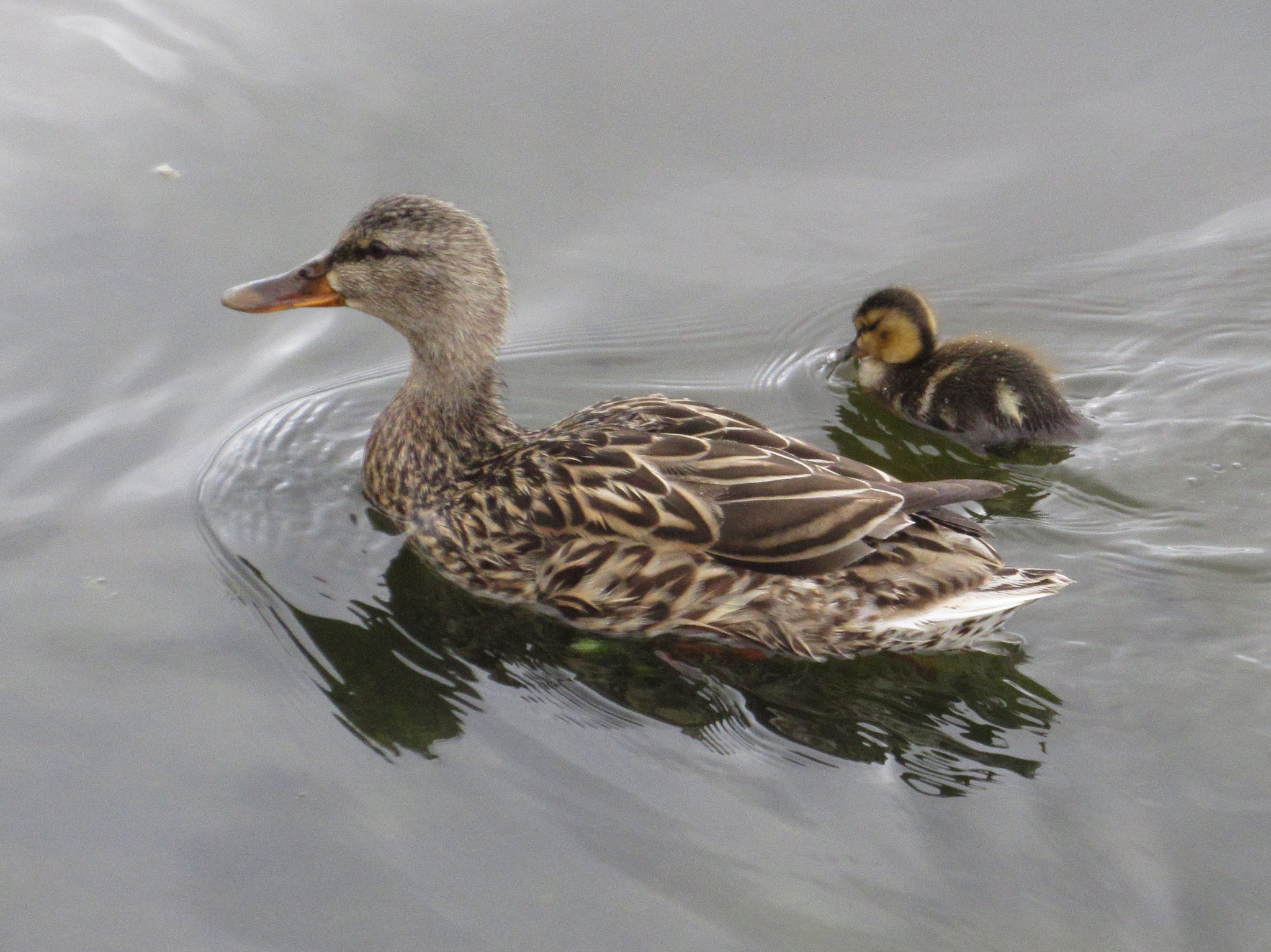 Canon PowerShot ELPH 350 HS (IXUS 275 HS / IXY 640) sample photo. Mom and her baby!! photography
