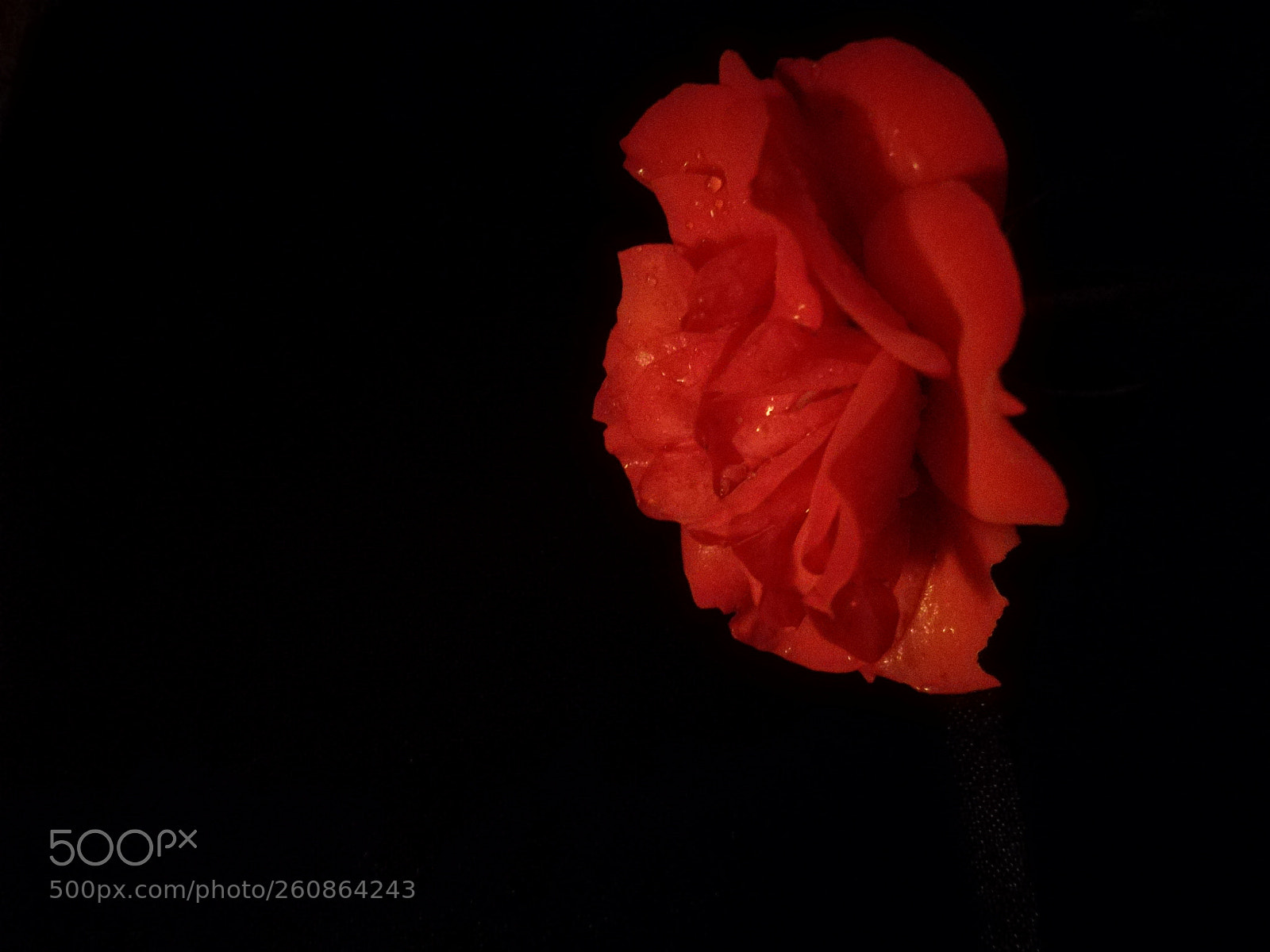 HUAWEI P9 LITE sample photo. Il nero ti dona photography