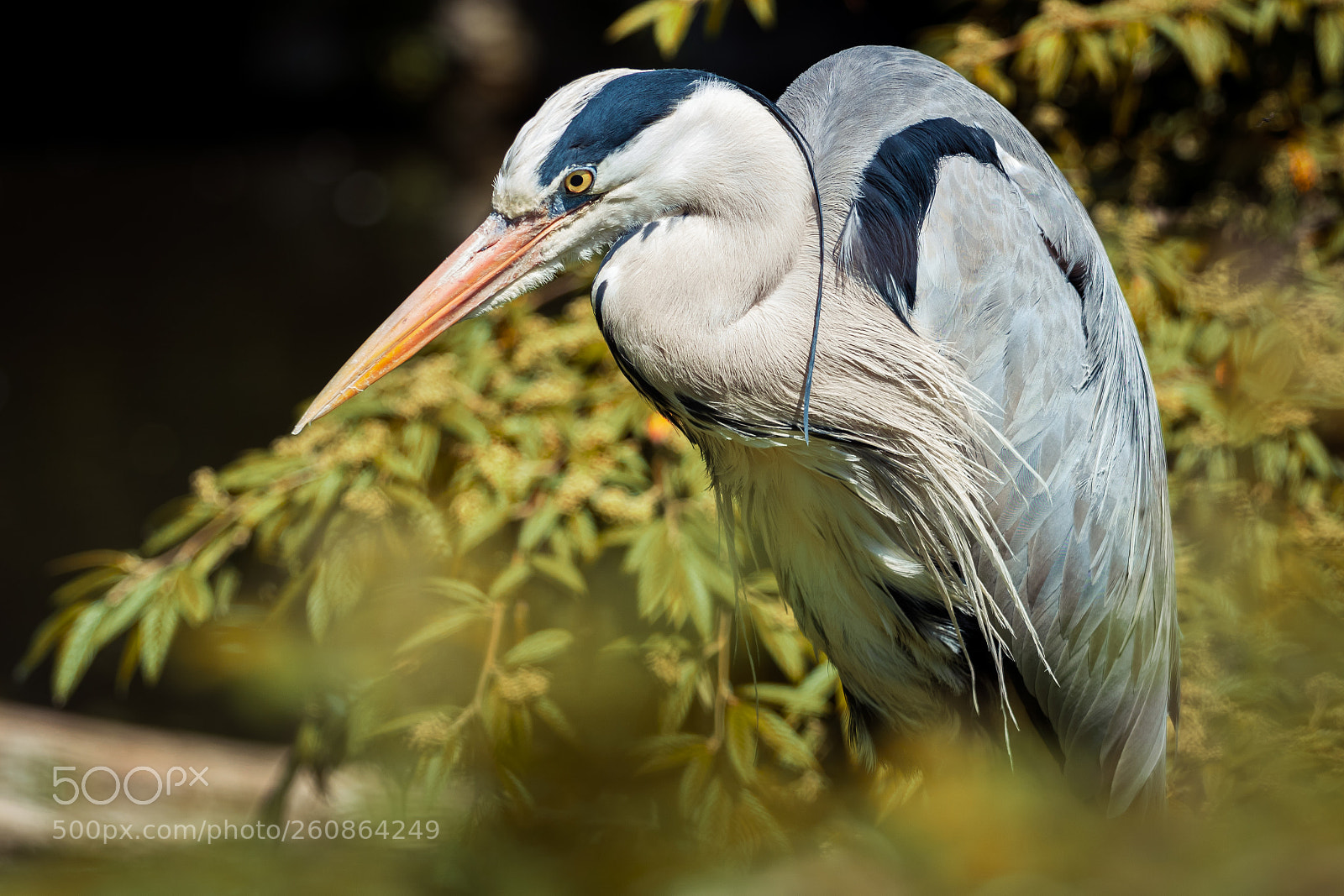 Canon EOS 760D (EOS Rebel T6s / EOS 8000D) sample photo. Observant heron photography
