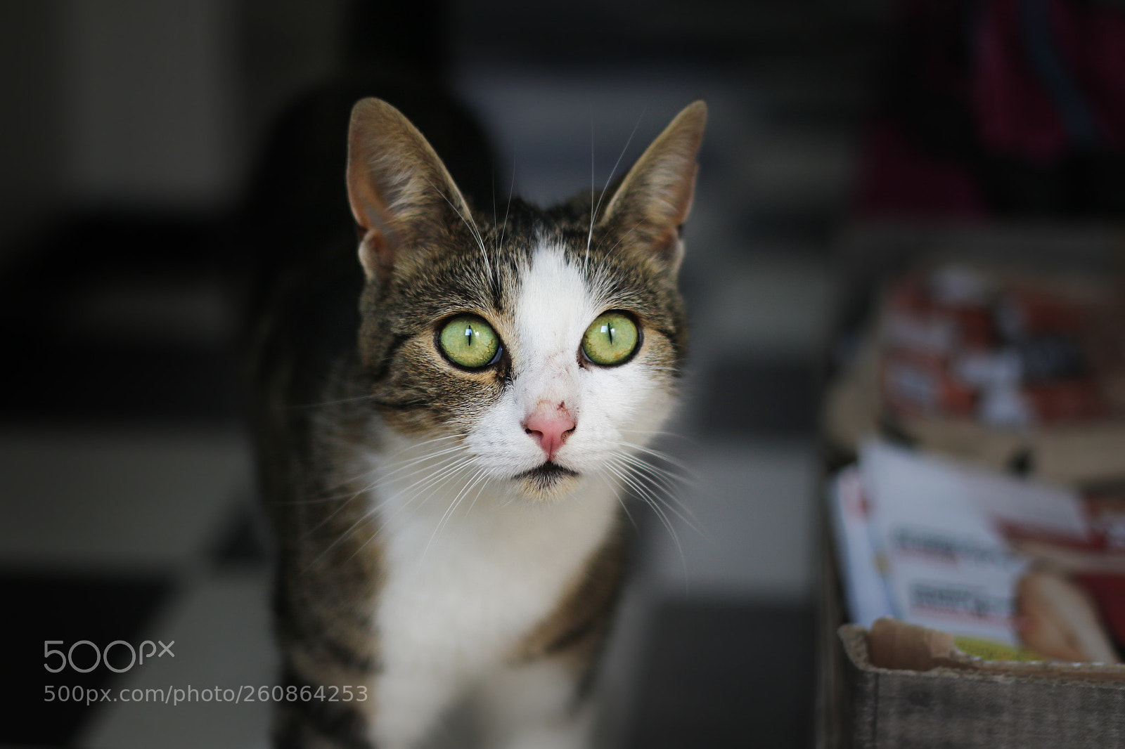 Canon EOS 7D Mark II sample photo. Little casanova photography